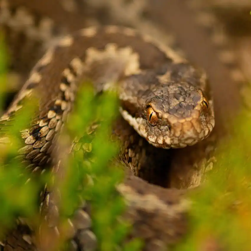 Ruta Avistamiento de Reptiles y Anfibios en Somiedo